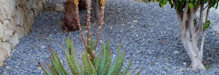 Aloe Vera im Kiesgarten